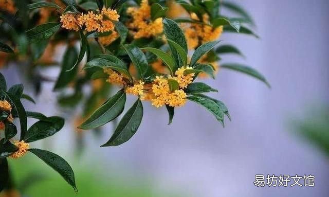 什么桂花最好,什么桂花最好养