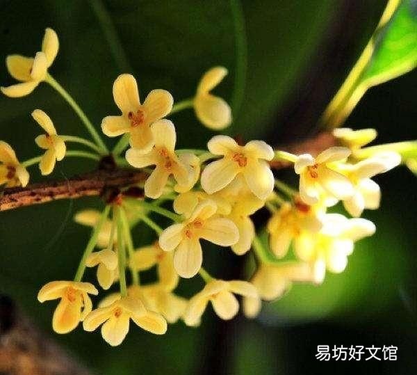 什么桂花最好,什么桂花最好养