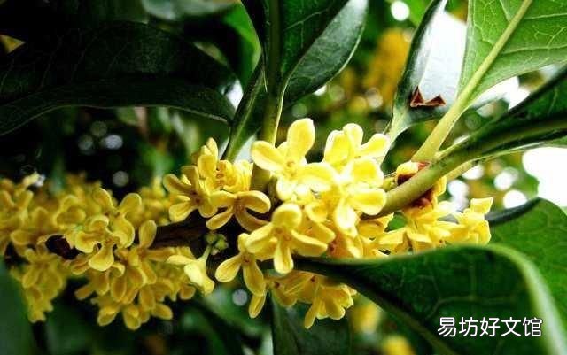 什么桂花最好,什么桂花最好养