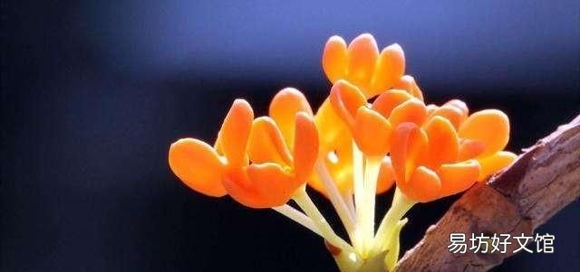 什么桂花最好,什么桂花最好养