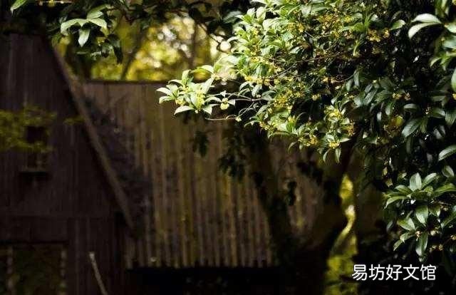 什么桂花最好,什么桂花最好养
