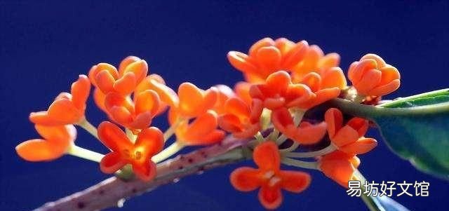 什么桂花最好,什么桂花最好养