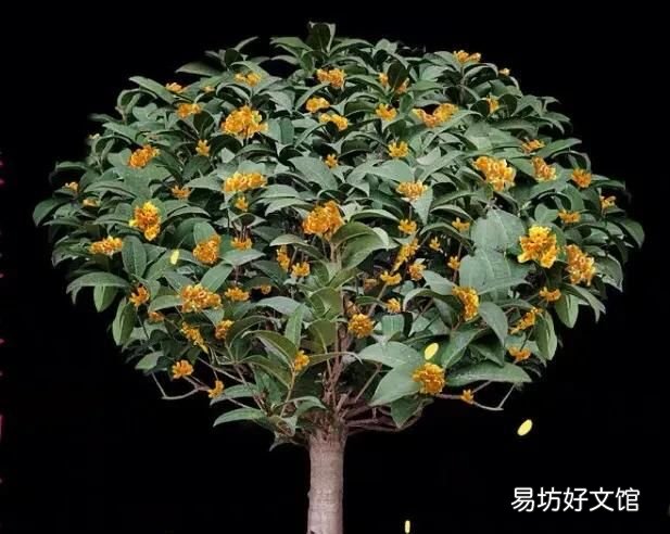 什么桂花最好,什么桂花最好养