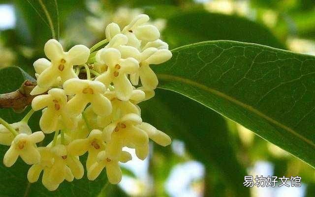 什么桂花最好,什么桂花最好养