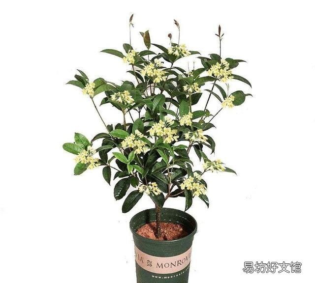 什么桂花最好,什么桂花最好养