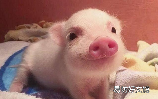 猪的叫声是什么声音,猪的叫声可以用什么字来形容