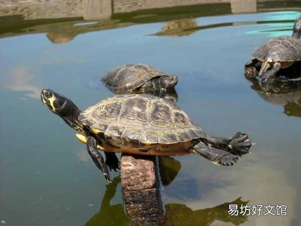乌龟白眼病最简单治疗方法 小乌龟眼睛睁不开怎么回事