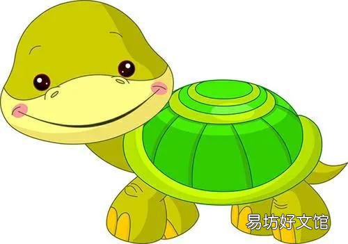 乌龟白眼病最简单治疗方法 小乌龟眼睛睁不开怎么回事