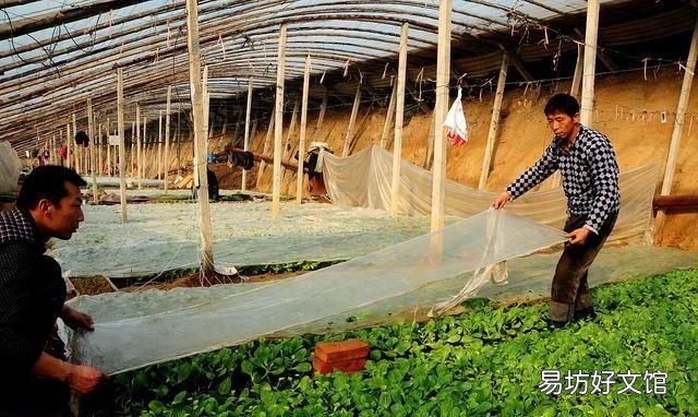 什么样的土壤和气候适合种西瓜 什么土壤种西瓜好