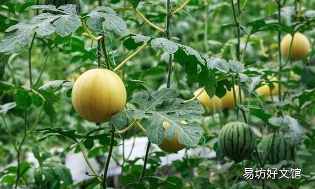 什么样的土壤和气候适合种西瓜 什么土壤种西瓜好