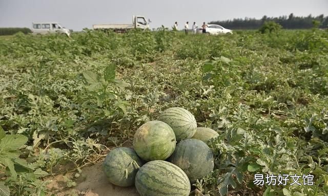 什么样的土壤和气候适合种西瓜 什么土壤种西瓜好