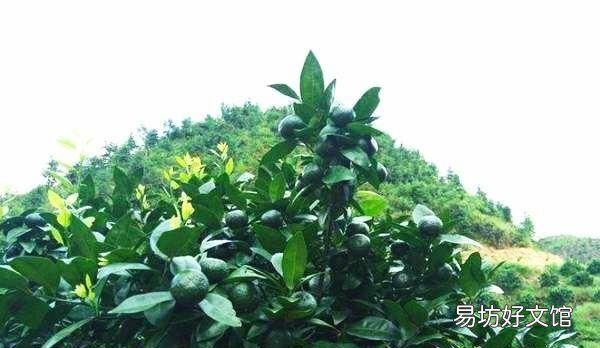 沙糖桔栽进去多长时间可以施肥,沙糖桔施什么有机肥好