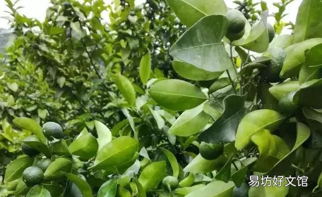 沙糖桔栽进去多长时间可以施肥,沙糖桔施什么有机肥好