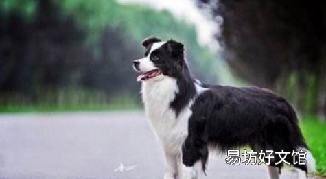 邊牧屬于禁養犬，深圳邊牧屬于禁養犬嗎