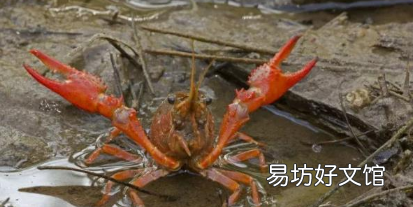 小龙虾为什么上岸,龙虾在水中会死吗