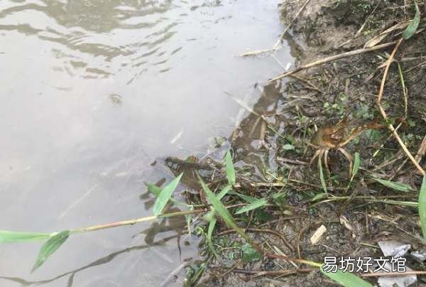 小龙虾为什么上岸,龙虾在水中会死吗
