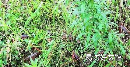 小龙虾为什么上岸,龙虾在水中会死吗