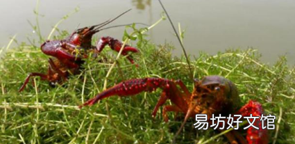小龙虾为什么上岸,龙虾在水中会死吗