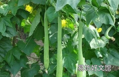 丝瓜不结果有什么办法
