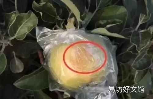 高温天气怎么防治果树病害,果树火烧病用什么药对付