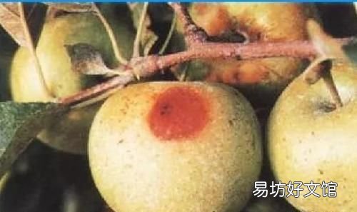高温天气怎么防治果树病害,果树火烧病用什么药对付