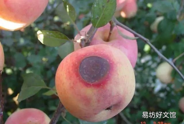 高温天气怎么防治果树病害,果树火烧病用什么药对付