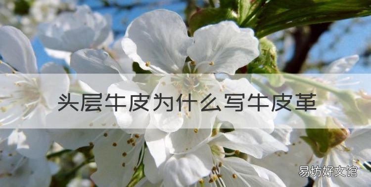 真皮鞋为什么写牛皮革,头层牛皮为什么写牛皮革