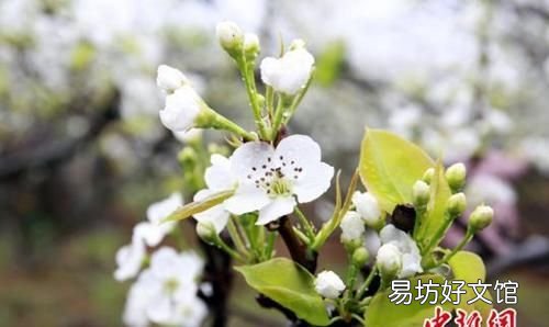 雨水节气习俗有哪些,雨水节气不同地域有哪些民俗习惯