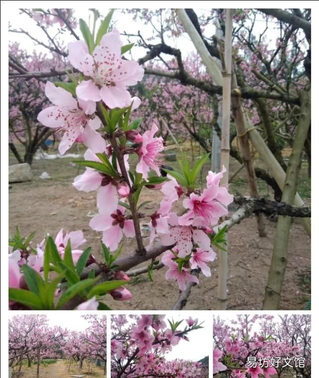 关于桃花的唯美句子