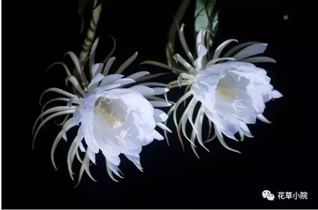 100张世界上最美丽的花朵 世界上最美的花图片大全