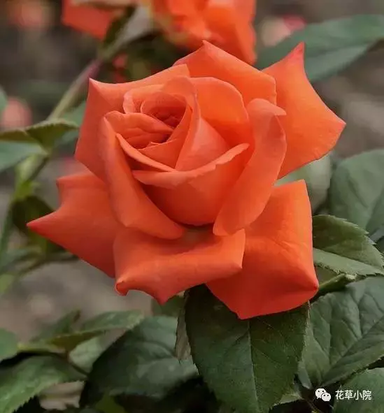 100张世界上最美丽的花朵 世界上最美的花图片大全
