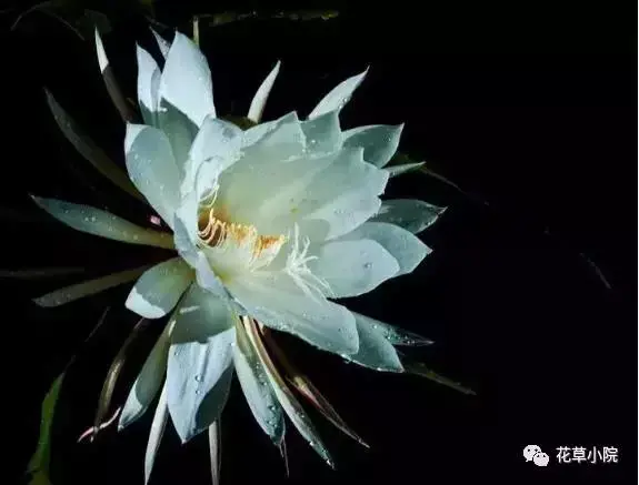 100张世界上最美丽的花朵 世界上最美的花图片大全