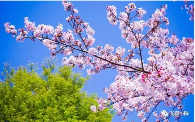 100张世界上最美丽的花朵 世界上最美的花图片大全