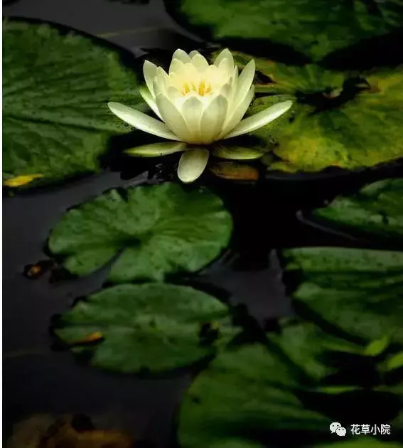 100张世界上最美丽的花朵 世界上最美的花图片大全
