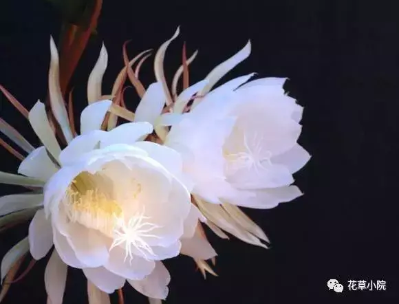 100张世界上最美丽的花朵 世界上最美的花图片大全