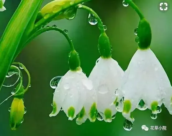 100张世界上最美丽的花朵 世界上最美的花图片大全