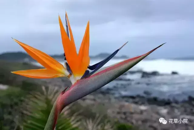 100张世界上最美丽的花朵 世界上最美的花图片大全