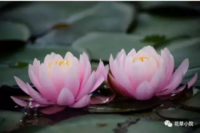 100张世界上最美丽的花朵 世界上最美的花图片大全