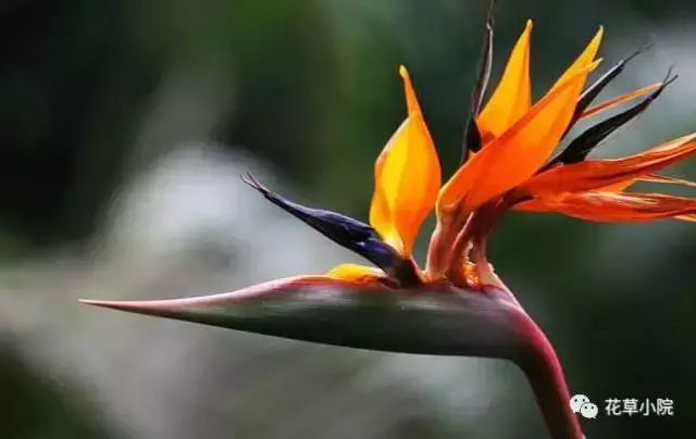 100张世界上最美丽的花朵 世界上最美的花图片大全