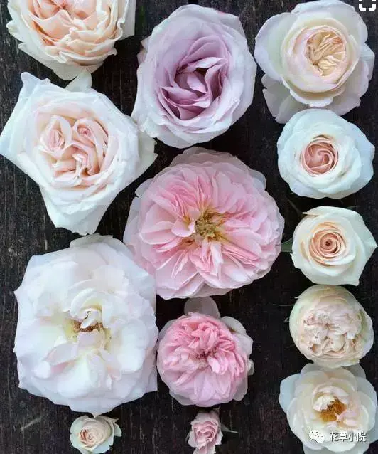 100张世界上最美丽的花朵 世界上最美的花图片大全