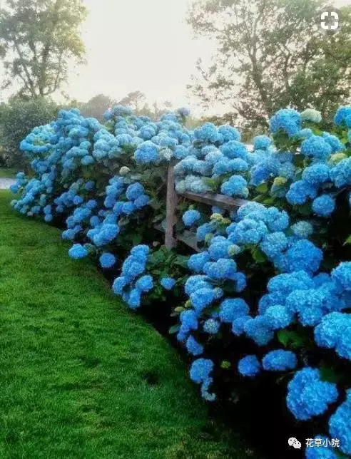 100张世界上最美丽的花朵 世界上最美的花图片大全