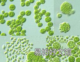 海洋中微生物有多少种 海洋中微生物数量最多