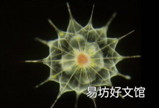 海洋中微生物有多少种 海洋中微生物数量最多
