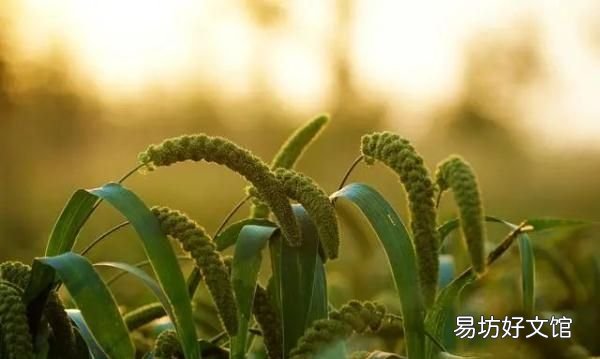 今天入伏是下雨好还是不下雨好 今天入伏第一天下雨好不好
