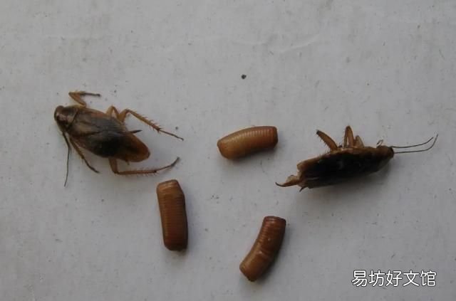 蟑螂踩死之后该怎样处理