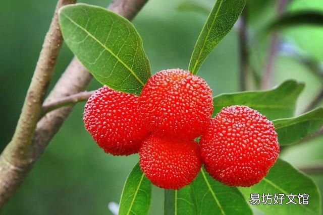 中国杨梅60元一颗出口到迪拜