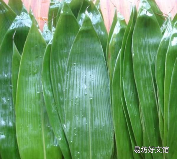 老粽叶可以包粽子吗