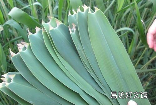 老粽叶可以包粽子吗