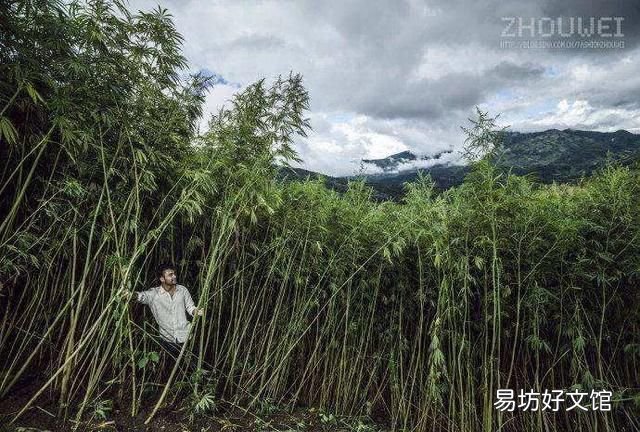 黍是中国最早种植的农作物吗