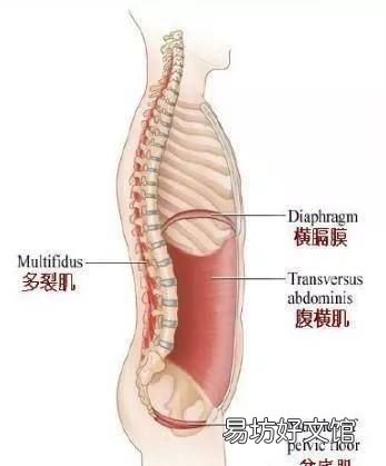 如何训练到核心肌肉 核心训练有哪些动作